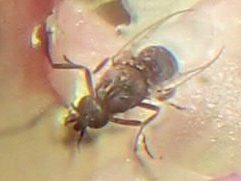 High Resolution Formicidae(Fa) sp013 Animal
